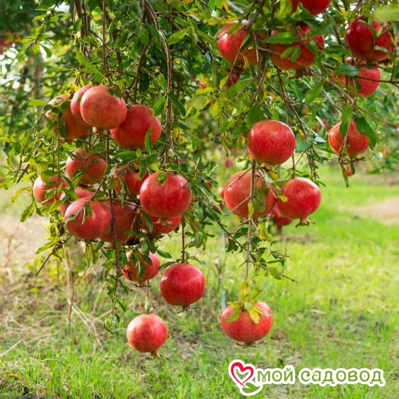 Гранат Ак Донна (морозостойкий)