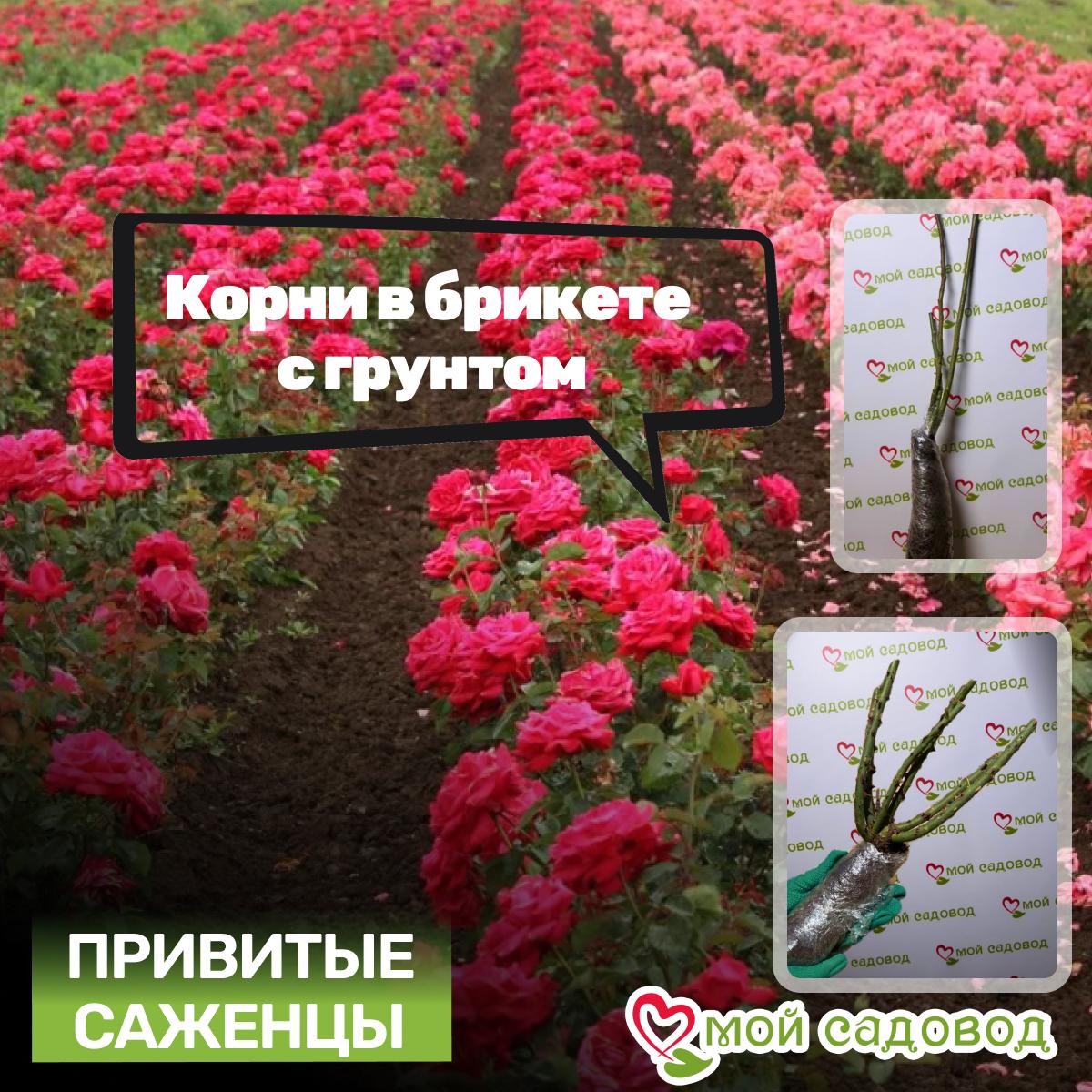 Роза чайно-гибридная Мисс Пигги