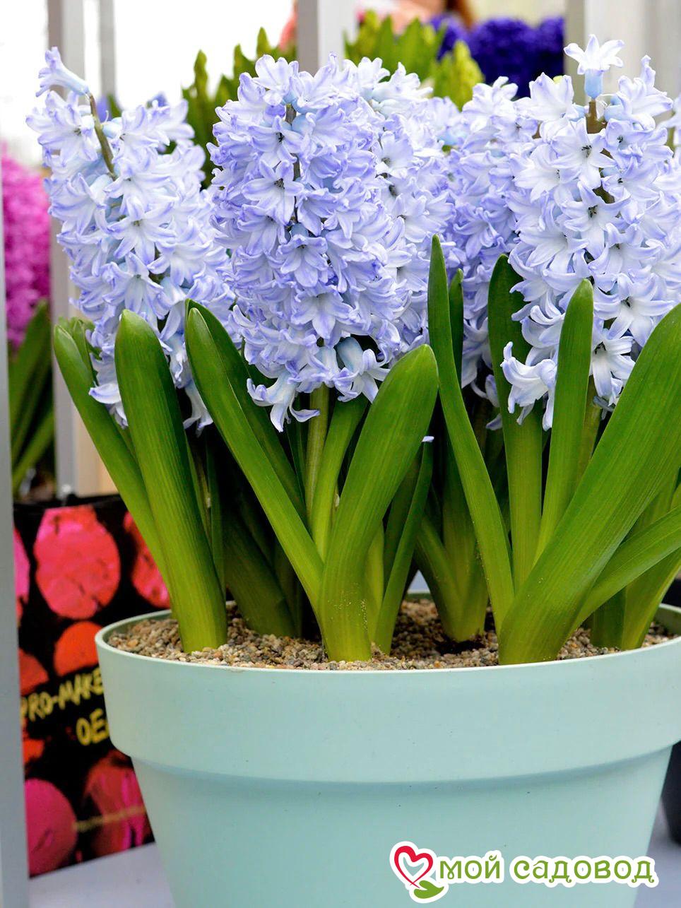 Гиацинт Блю Айс