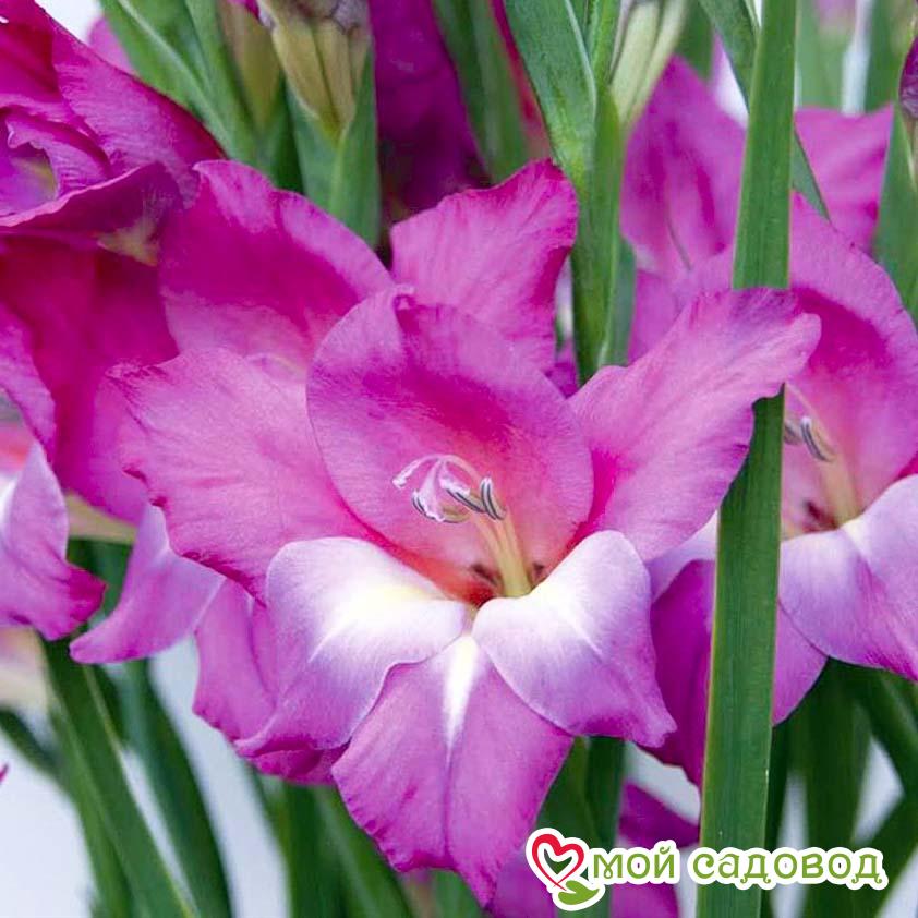ГЛАДИОЛУС МИНИ ШАРМ