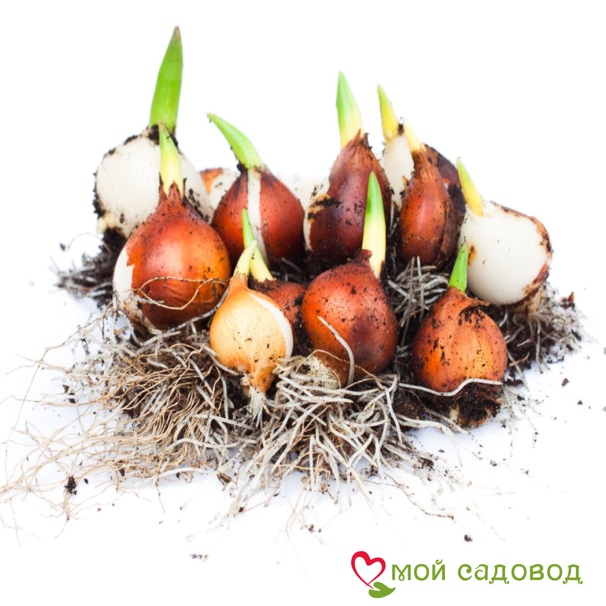 Тюльпан Верона Санрайз